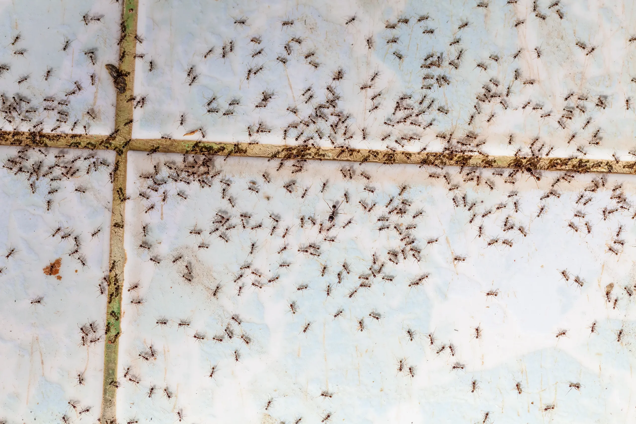 Centrum Schädlingsbekämpfung Ameisenplage beseitigen