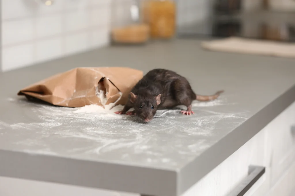 Centrum Schädlingsbekämpfung Ratten bei Lebensmittel